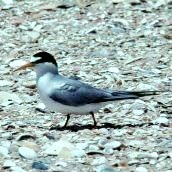 Least Tern