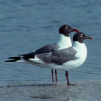 Laughing Gulls, summer plumage