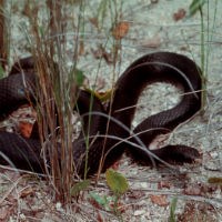 Black Racer Snake.