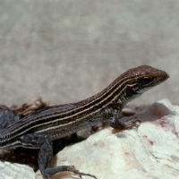 Five Line Racerunner Lizard