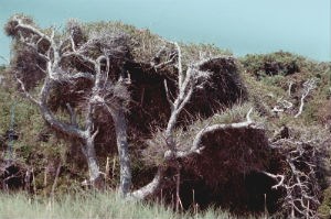 Trees in Guthries Hammock