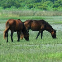 Horses