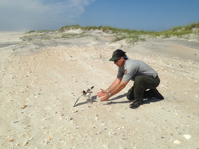 NPS staff sits in the sand, letting go for a banded American oystercatcher. Dune is the background