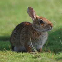 Marsh Rabbit