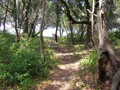 Maritime Forest on Shackleford