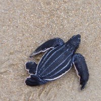 Leatherback Hatchling