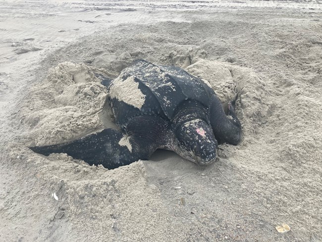 Leatherback sea turtle surrounded by sand, looking towards the camera, with sand on its back