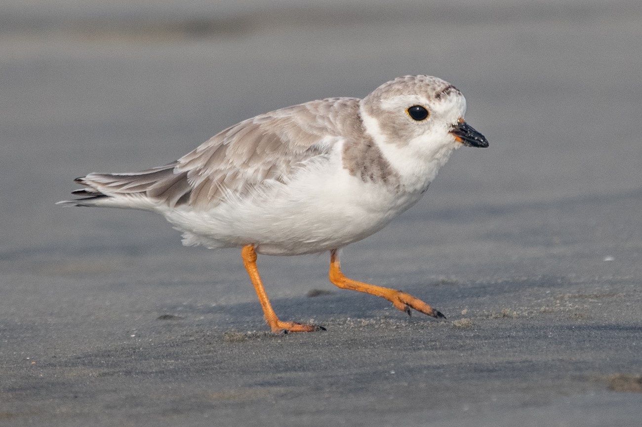 Piping plover stands in the sand. The front leg is bent