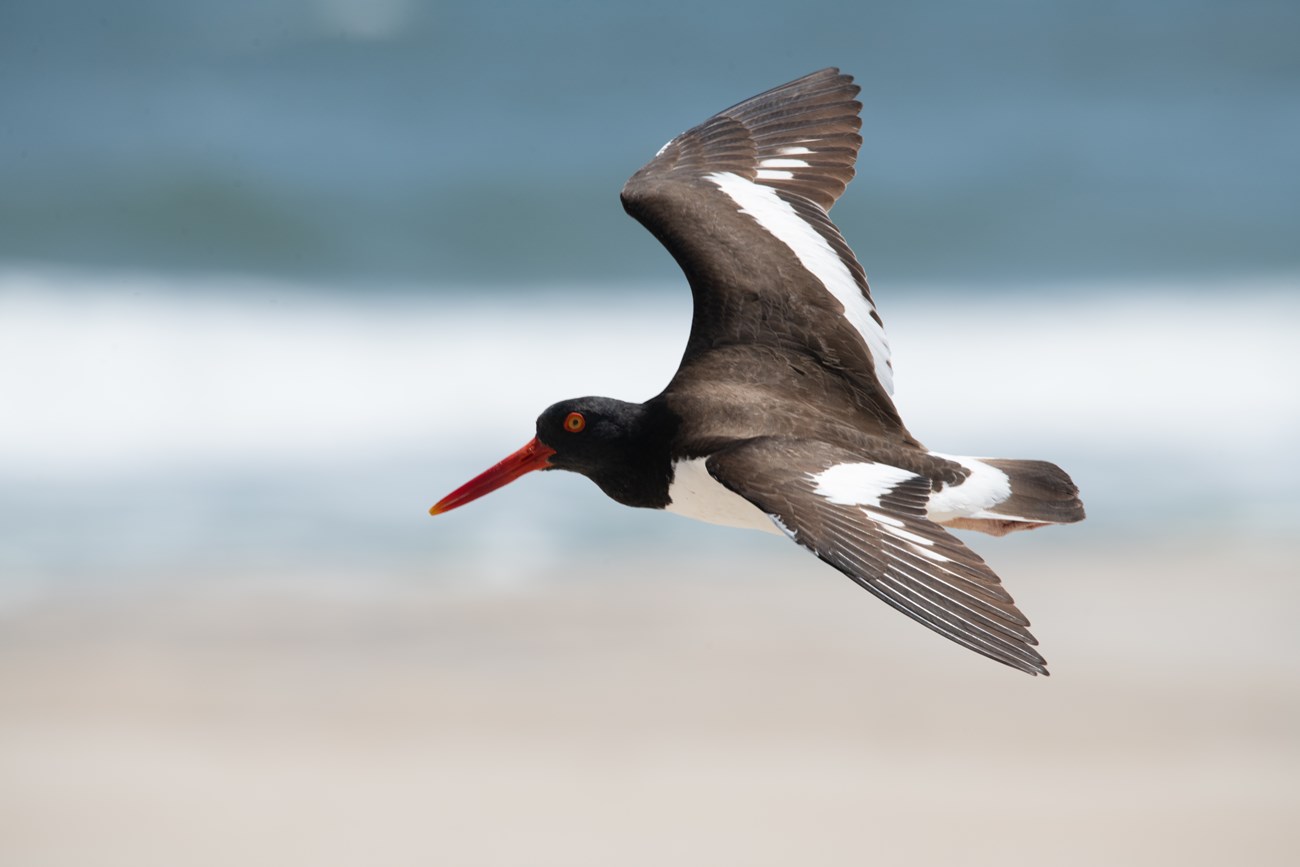 American Oystercatcher flies with blurry blue sky behind it