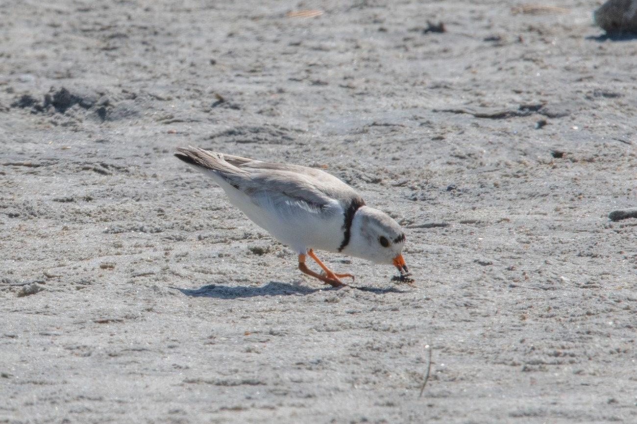 Piping plover pecks at the sand. Sand is in the background