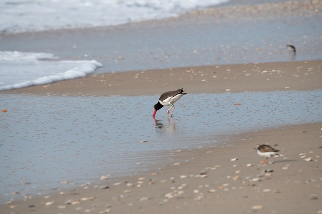 American oystercatcher stands in the water, with its beak in the sand. Two other birds stand to the right of the oystercatcher.
