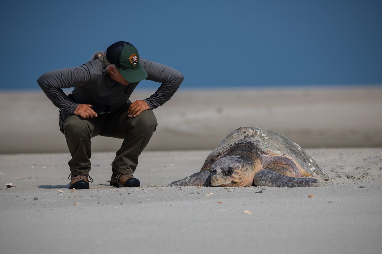 NPS staff squats next to a Loggerhead sea turtle. The sea turtle is in the sand, and dunes and a blue sky are in the background