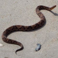 Copperhead