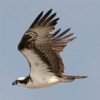 Osprey