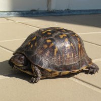 Eastern Box Turtle