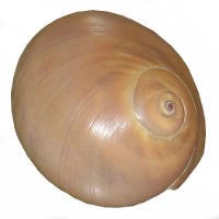 Atlantic moon snail.