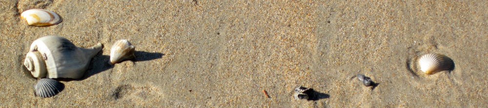Seashells on the beach.