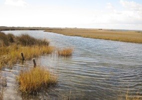 Marsh on South Core Banks