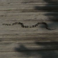 Eastern Hog-nosed Snake - Cape Cod National Seashore (U.S. National Park Service)