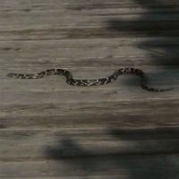 Eastern Kingsnake