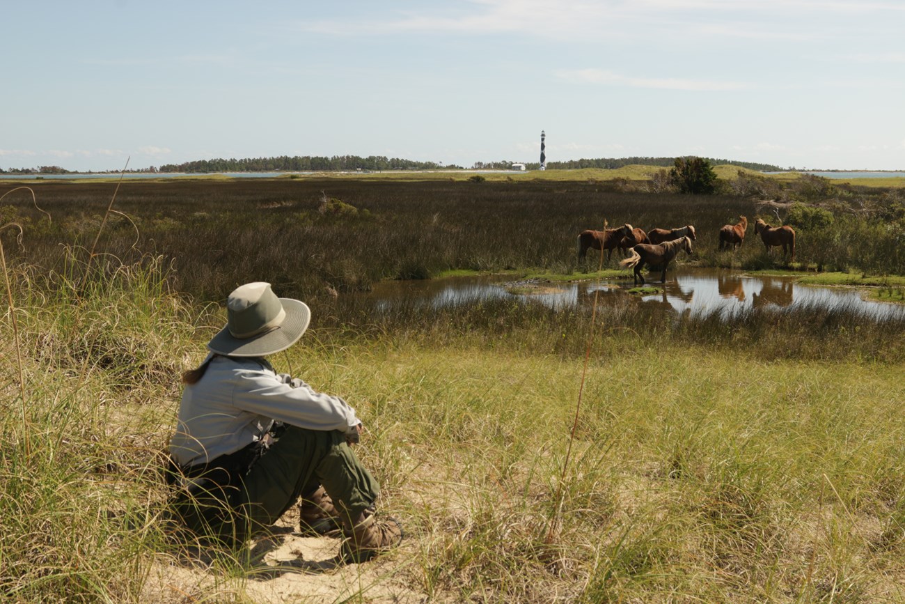 NPS biologist sits on a grass covered dune looking to the right to view a herd of six horses. Cape lookout lighthouse is in the background, with a blue sky