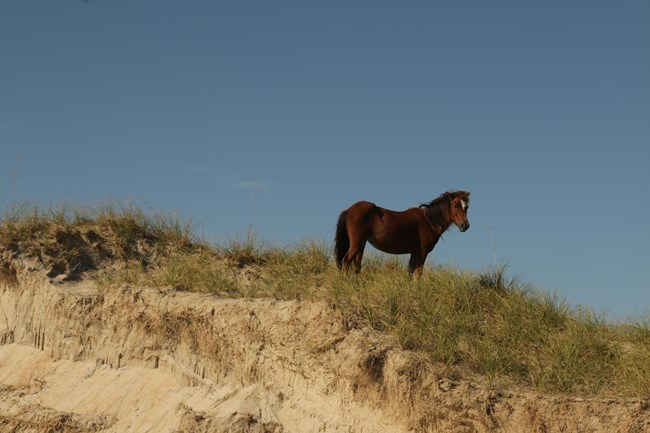 One horse stands on top of a dune with a blue sky in the background