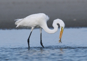 Animals - Cape Lookout National Seashore (U.S. National Park Service)