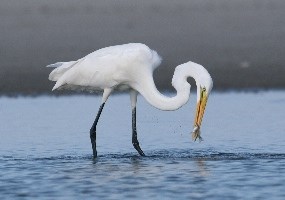 Great Egret