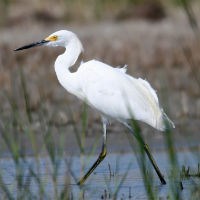 Snowy Egret