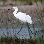 Snowy Egret