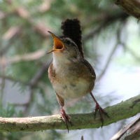 Juvenile Marsh Wren