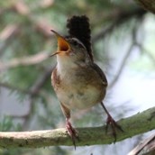 Juvenile Marsh Wren