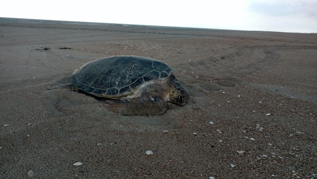 A green sea turtle nesting on the sand. Full sea turtle is visible. Blue sky in the background.