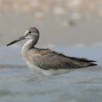 Willet, Juvenile