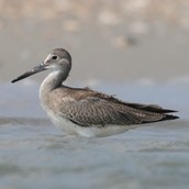 Willet, Juvenile