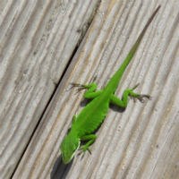 Carolina anole.