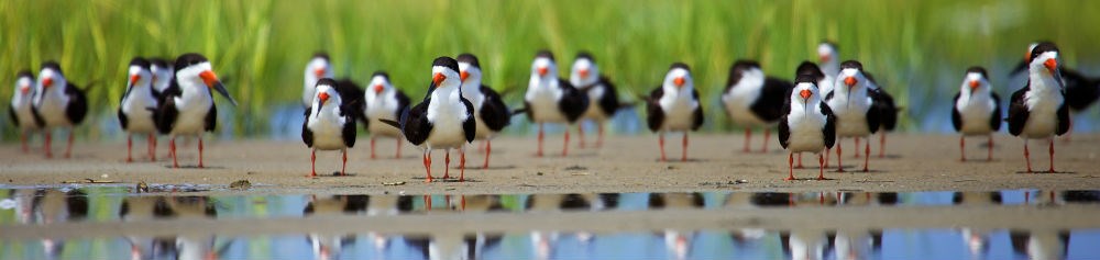 Black skimmers.