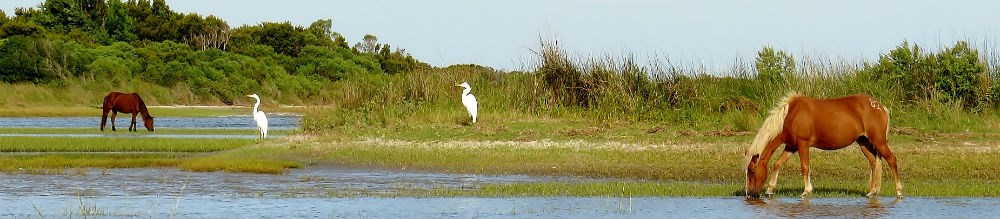 The Shackleford wild horses graze in the marsh.