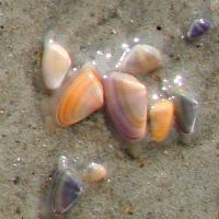 Coquina in the sand.