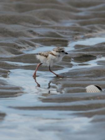 Piping Plover Chick