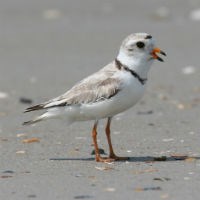 Piping Plover