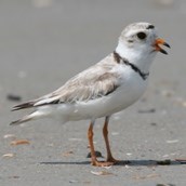 Piping Plover