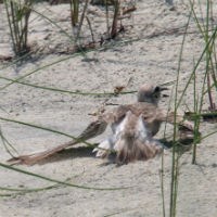 Wilson's Plover with broken wing display