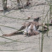 Wilson's Plover with broken wing display