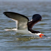 Black Skimmer