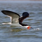 Black Skimmer