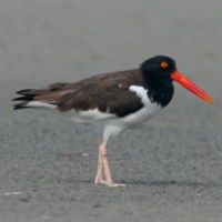 American Oystercatcher