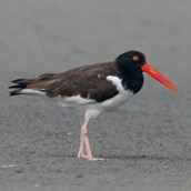 American Oystercatcher