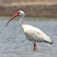 White Ibis