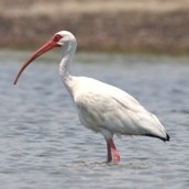 White Ibis